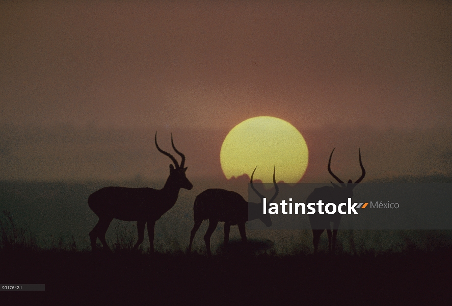 Impala (Aepyceros melampus) bucks al atardecer, Kenia (compuesto digital)