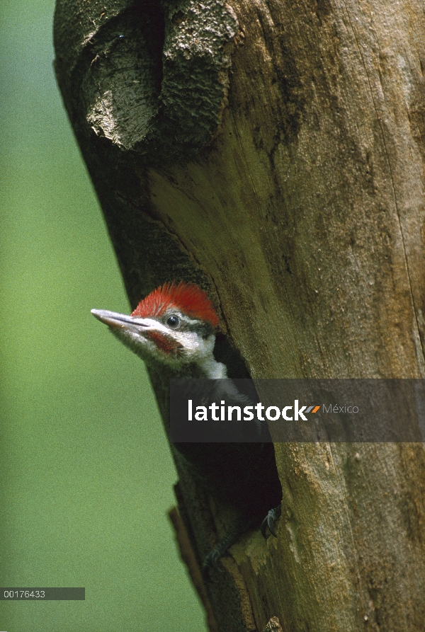 Un pájaro carpintero (Dryocopus pileatus) en nesthole, América del norte