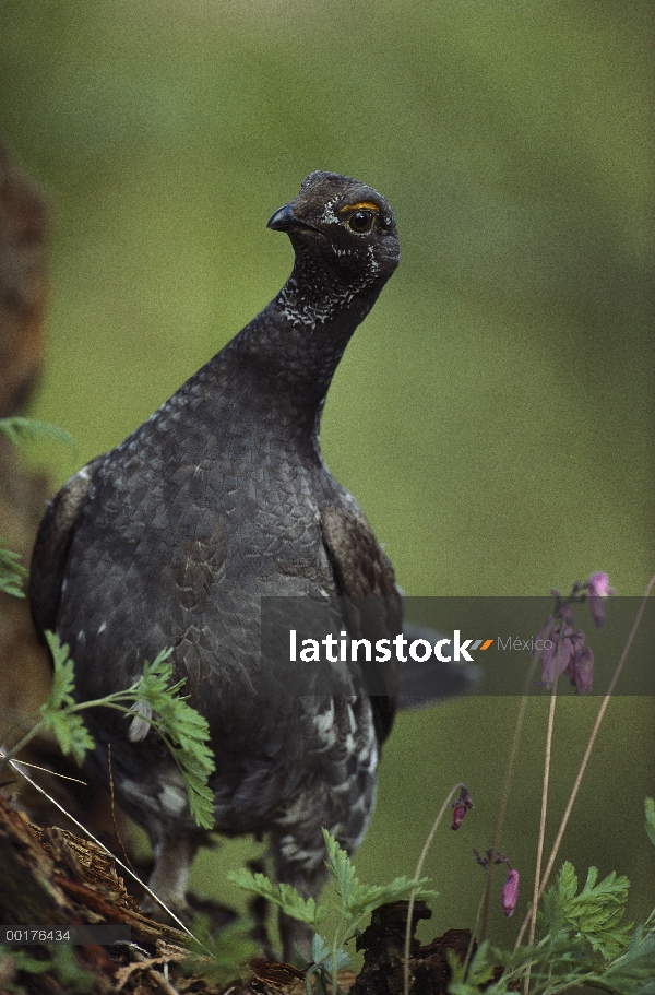 Grouse azul (obscurus de Dendragapus), América del norte