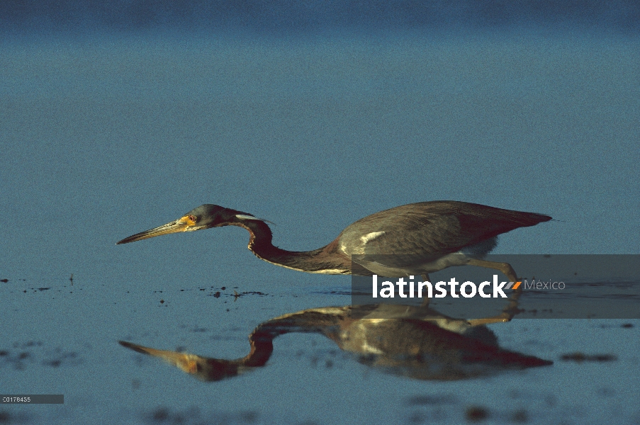 Garza tricolor (Egretta tricolor) pesca, América del norte