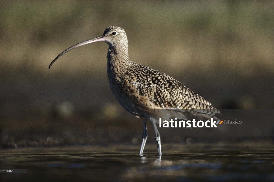 Numenius americanus (Numenius americanus) vadeando, América del norte