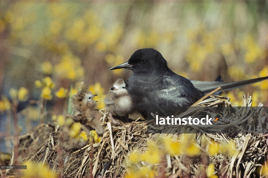 Padre de Gaviotín negro (Chlidonias niger) sentado en el nido con polluelos, América del norte