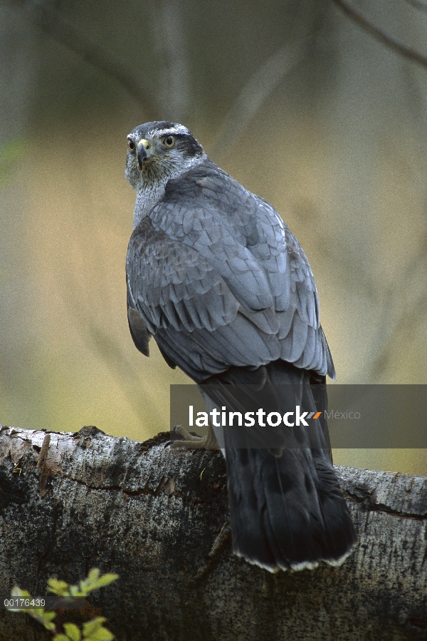 Azor (Accipiter gentilis), América del norte