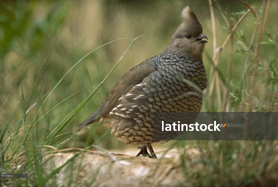 Codorniz escamosa (Callipepla squamata) llamar, América del norte