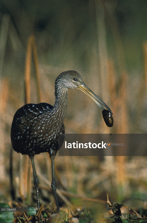 Carrao (Aramus guarauna) alimentándose de mejillones, América del norte