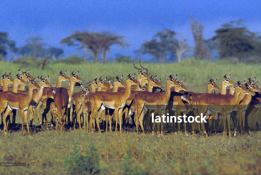 Impala (Aepyceros melampus), buck y harén en Sabana, Kenia