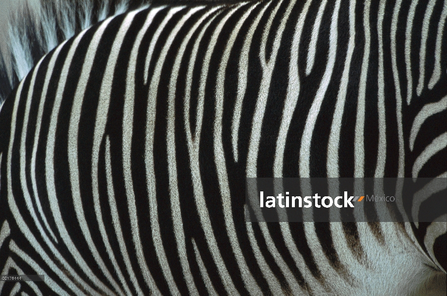 Piel de cebra (Equus burchellii) de Burchell, Kenia