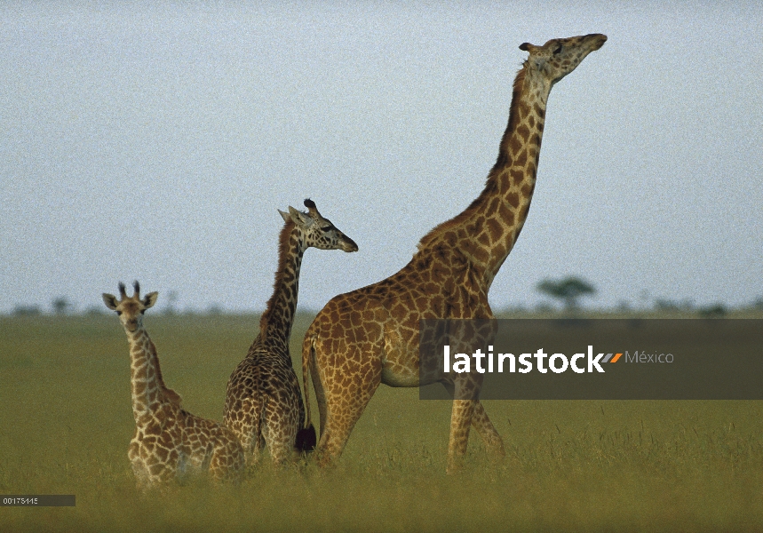 Masai jirafa (Giraffa tippelskirchi) adultos y menores en Sabana, Kenia