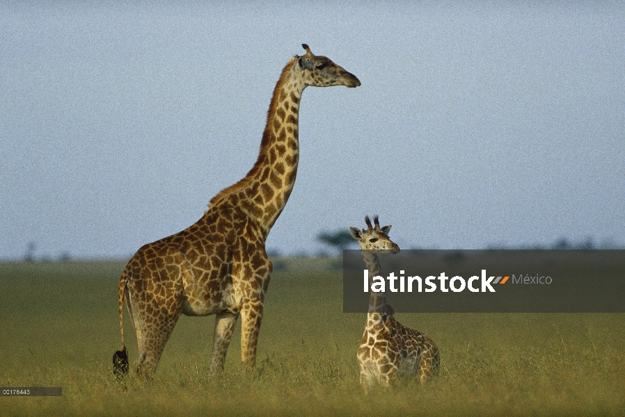 Masai jirafa (Giraffa tippelskirchi) adulto y potro en Sabana, Kenia