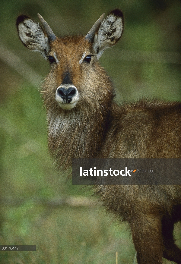 Defassa Waterbuck (Kobus ellipsiprymnus defassa), Kenia