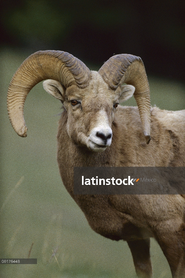 Ram de Bighorn ovejas (Ovis canadensis), América del norte