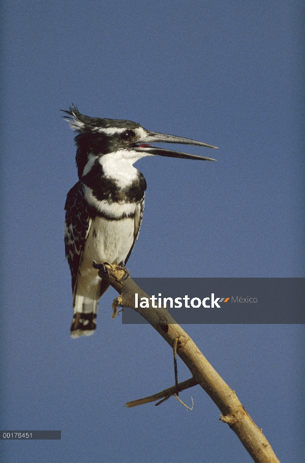 Papamoscas de Martín pescador (Ceryle rudis) llamar, Kenia