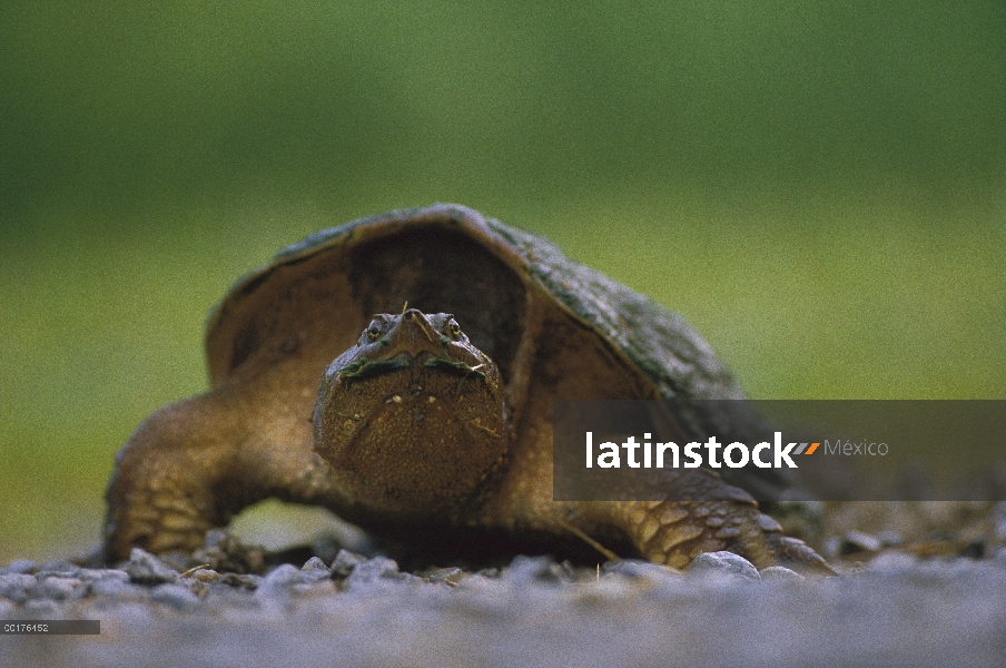 Yucatán ajuste tortugas (Chelydra rossignonii), América del norte