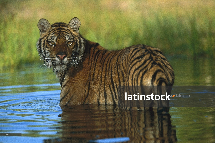 Tigre siberiano (Panthera tigris altaica) en agua, nativa de Siberia