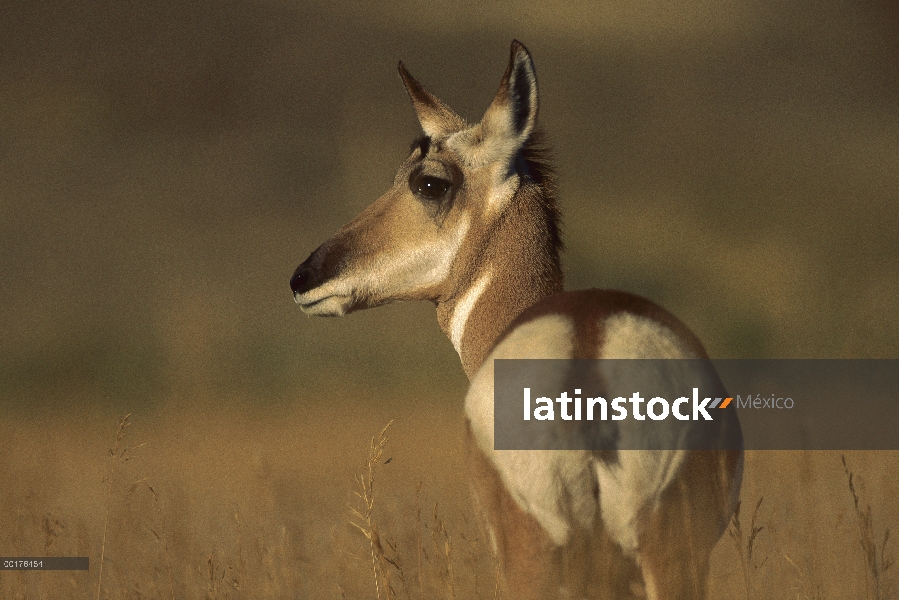 Mujer de antílope de pronghorn (Antilocapra americana), América del norte