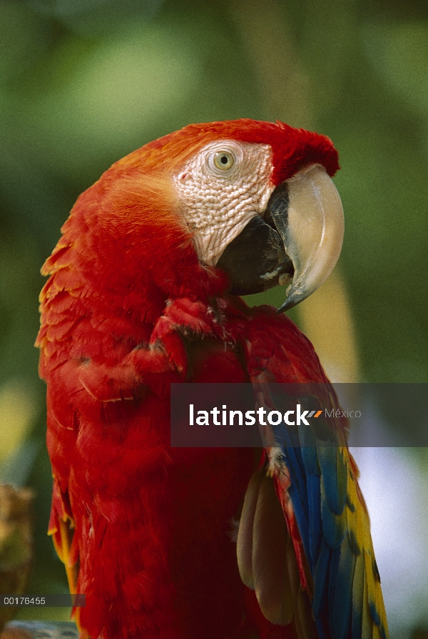 Guacamaya (Ara macao), nativa de América Central y del sur