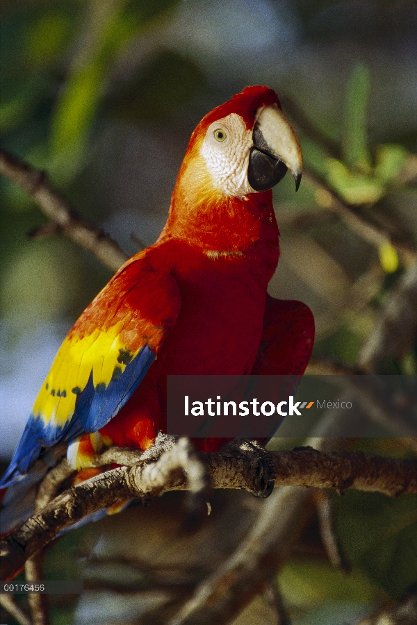 Guacamaya (Ara macao), nativa de América Central y del sur