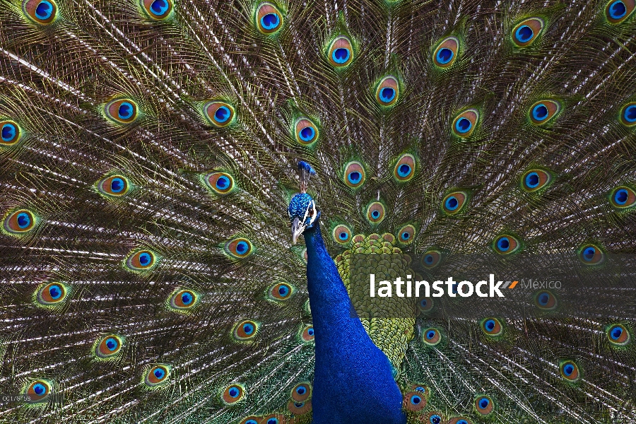 Hombre indio pavo real (Pavo cristatus) con cola aventó hacia fuera en la exhibición de cortejo, ori