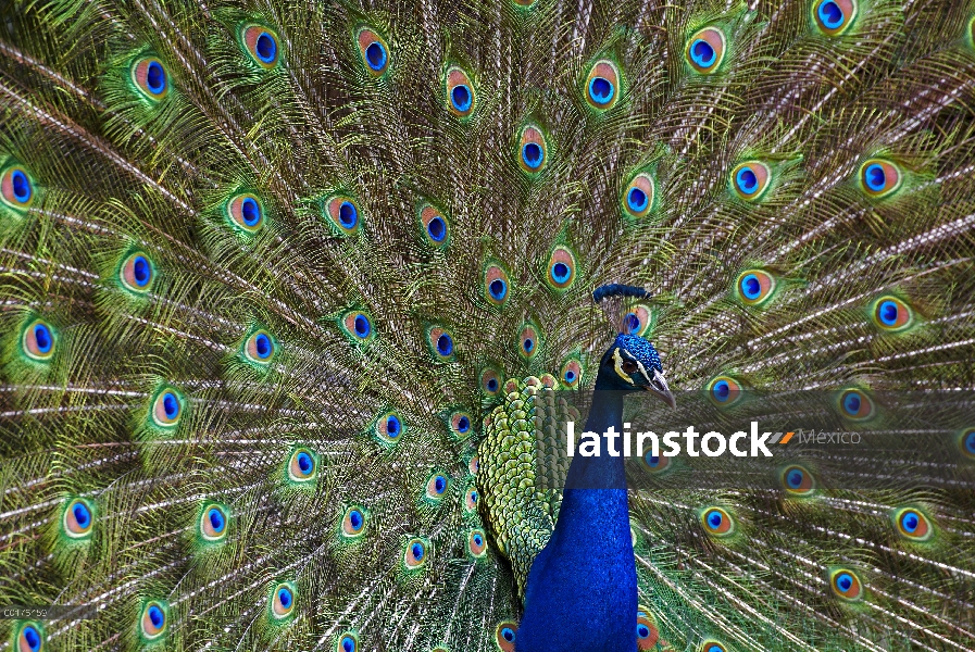 Hombre indio pavo real (Pavo cristatus) con cola aventó hacia fuera en la exhibición de cortejo, ori