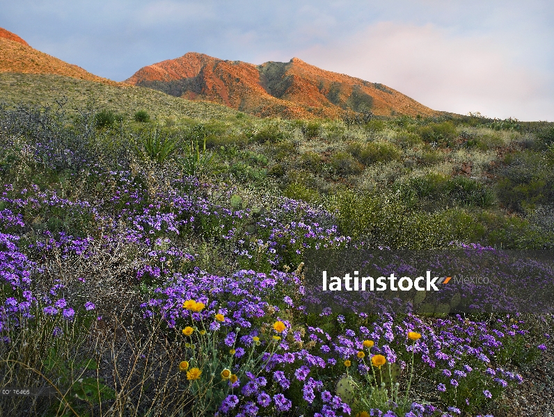 Verbena (Verbena officinalis) en Franklin Mountains State Park, desierto Chihuahuense, Texas