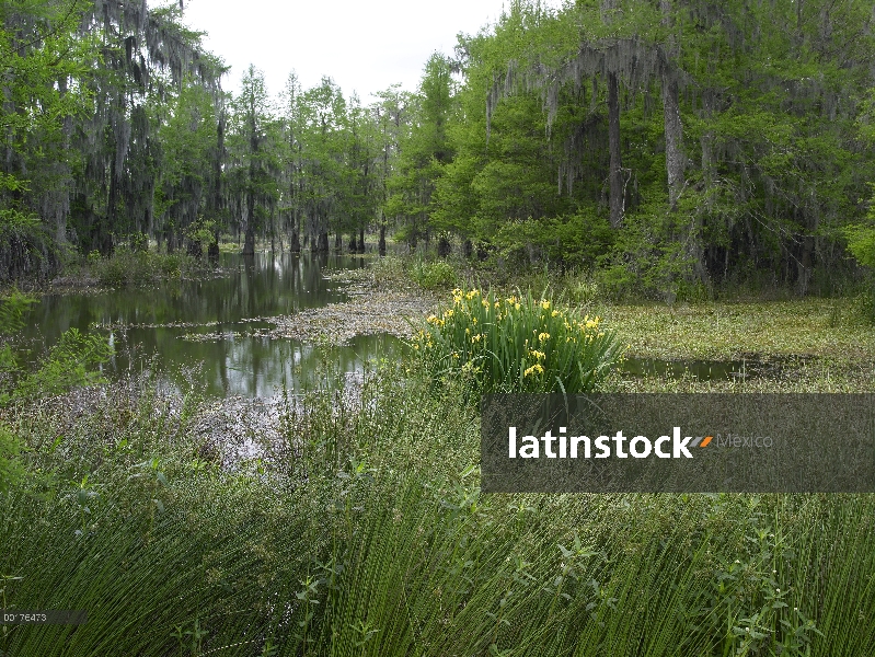 Amarillo iris y ciprés de los pantanos (Taxodium distichum), isla de ciprés, lago Martin, Luisiana