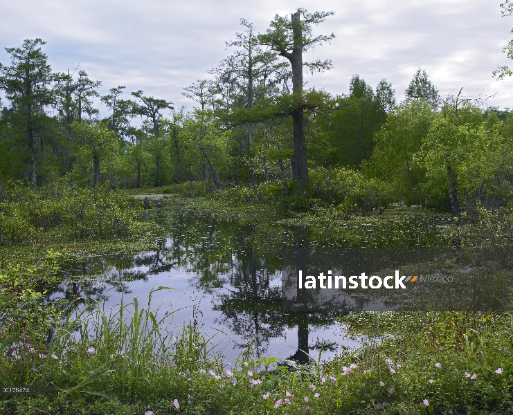 Ciprés pantanos, ciprés de la isla, lago Martin, Luisiana