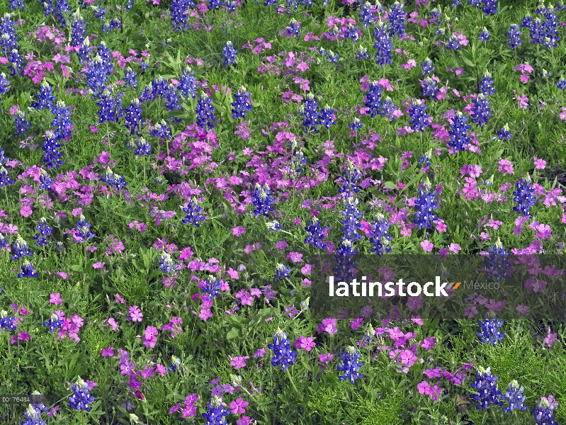 Arena Bluebonnet (Lupinus subcarnosus) y señaló Flox (Phlox cuspidata)