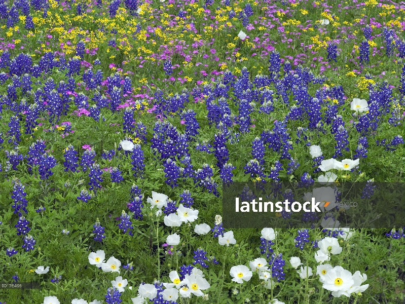 Arena Bluebonnet (Lupinus subcarnosus), señaló Flox (Phlox cuspidata), Prickly Poppy (Argemone albif