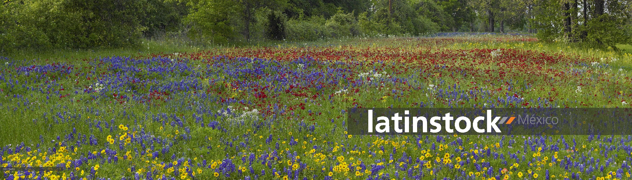 Arena Bluebonnet (Lupinus subcarnosus), Flox (Phlox Drummondii del) de Drummond y Coreopsis, Fort Pa