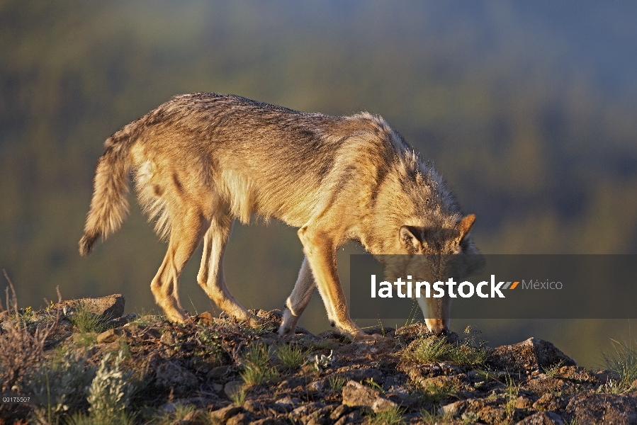 Lobo gris (Canis lupus), América del norte