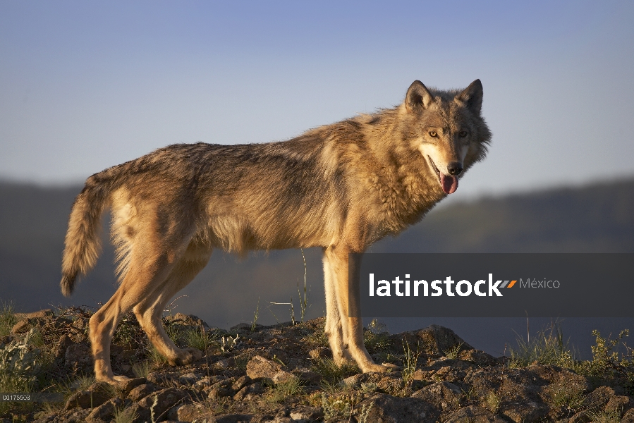 Gris vista lateral de lobo (Canis lupus), América del norte