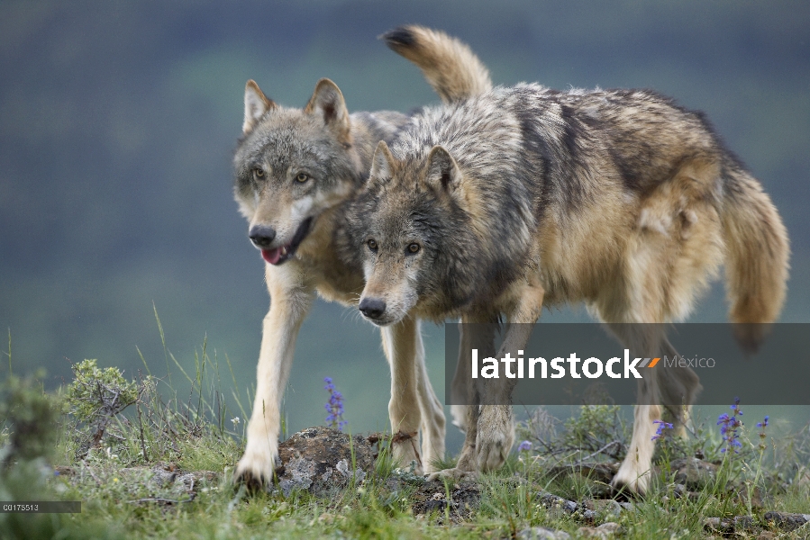 Gris par de lobo (Canis lupus), caminar juntos, América del norte