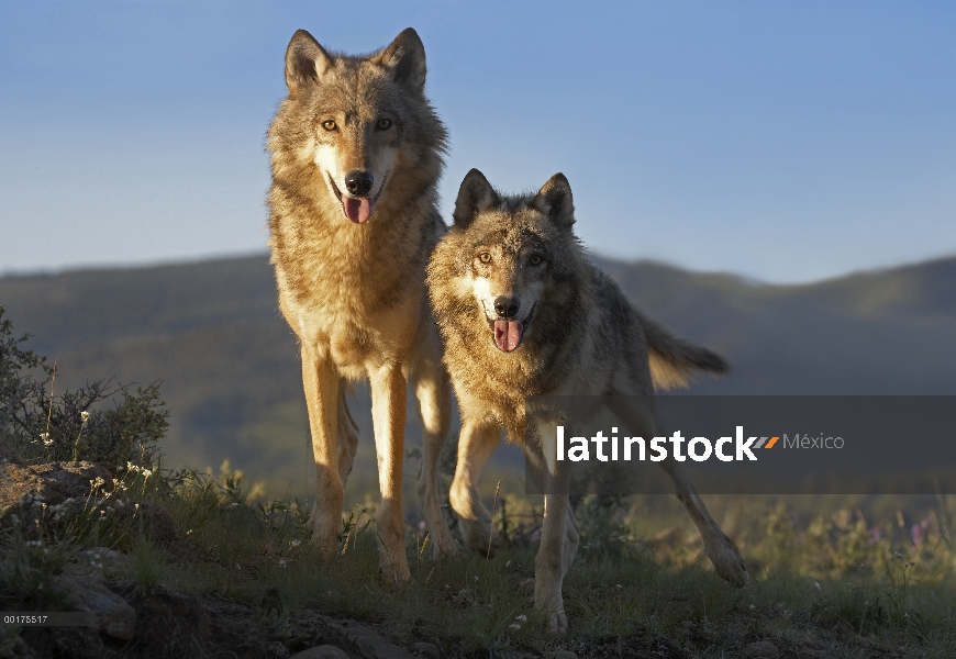 Gris de pie de par de lobo (Canis lupus), América del norte