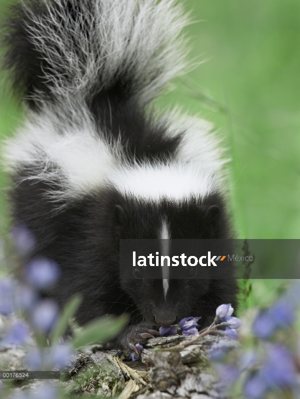 Zorrillo rayado (mephitis Mephitis) kit comer flores silvestres, América del norte