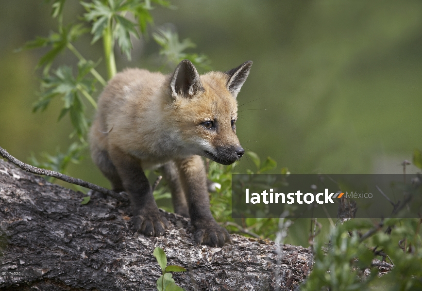 Kit de zorro rojo (Vulpes vulpes), América del norte