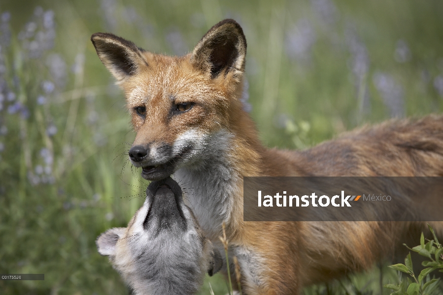 Zorro rojo (Vulpes vulpes) kit pidiendo comida de la madre, América del norte