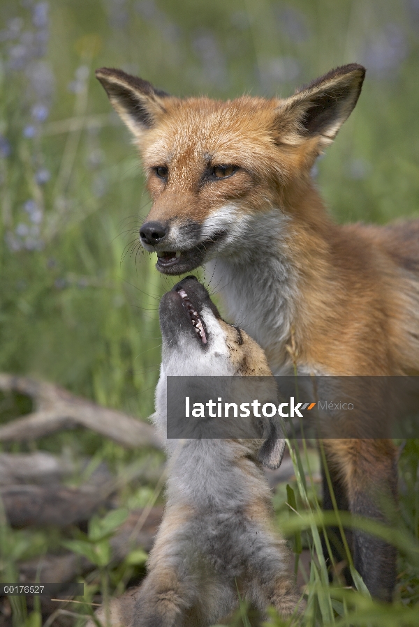 Zorro rojo (Vulpes vulpes) kit pidiendo comida de la madre, América del norte