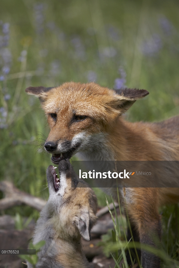 Zorro rojo (Vulpes vulpes) kit pidiendo comida de la madre, América del norte