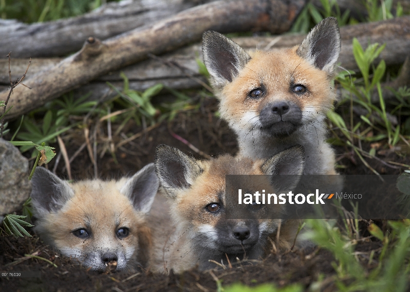 Zorro rojo (Vulpes vulpes) trío de kits leerlo fuera de su madriguera, América del norte