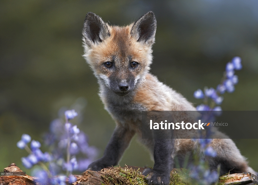 Kit de zorro rojo (Vulpes vulpes), América del norte