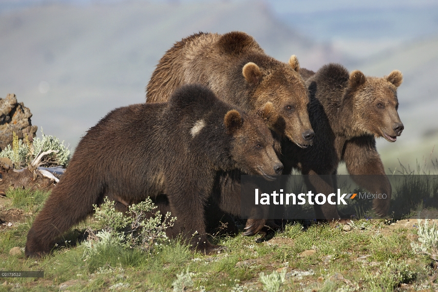 Madre oso pardo (Ursus arctos horribilis) con dos cachorros un años de edad, América del norte