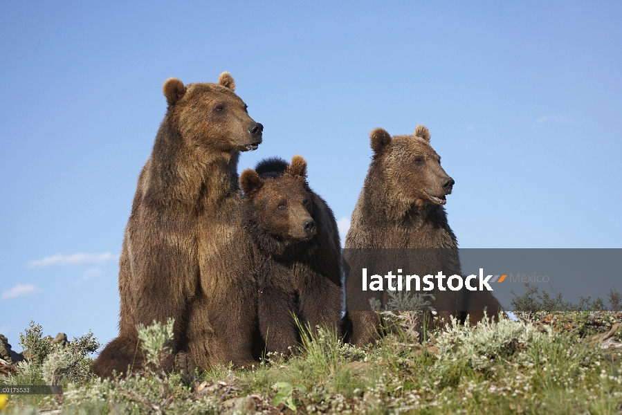 Madre oso pardo (Ursus arctos horribilis) con dos cachorros un años de edad, América del norte