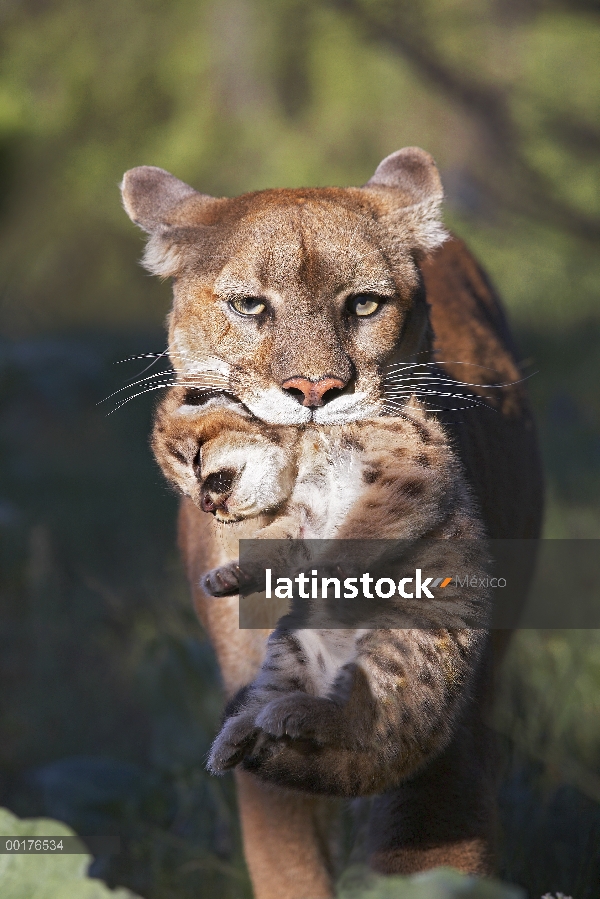 León de montaña (Puma concolor) madre cachorro lleva en su boca, América del norte