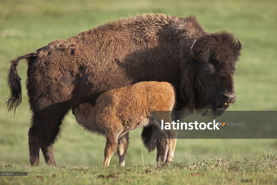 Becerro de vaca y enfermería de bisonte americano (Bison bison), América del norte