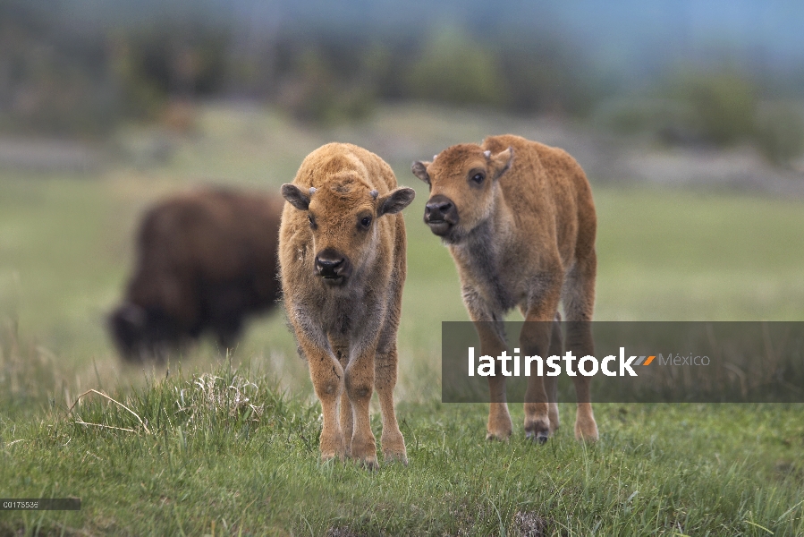 Par de bisonte americano (Bison bison) de terneros, América del norte