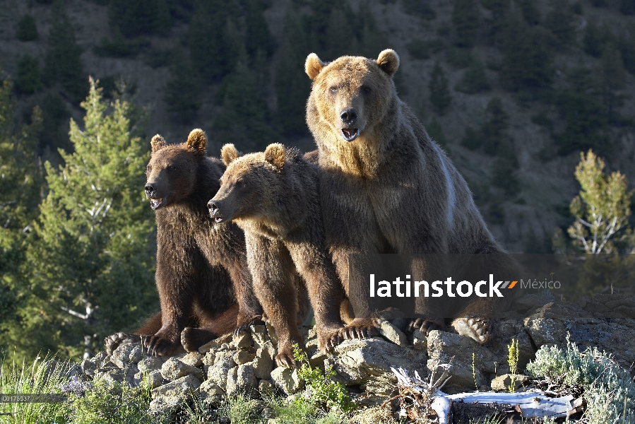 Madre oso pardo (Ursus arctos horribilis) con dos cachorros un años de edad, América del norte