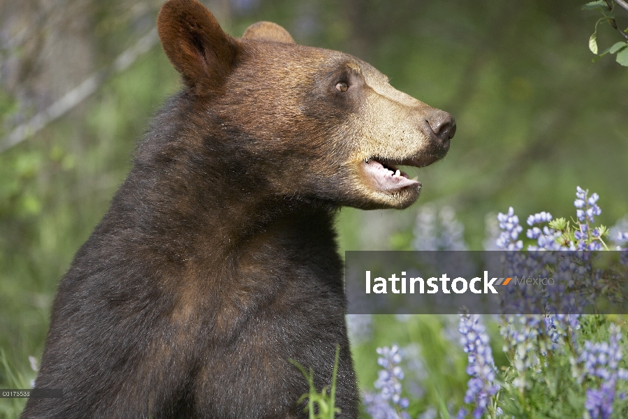 Retrato del oso negro (Ursus Americanus), América del norte