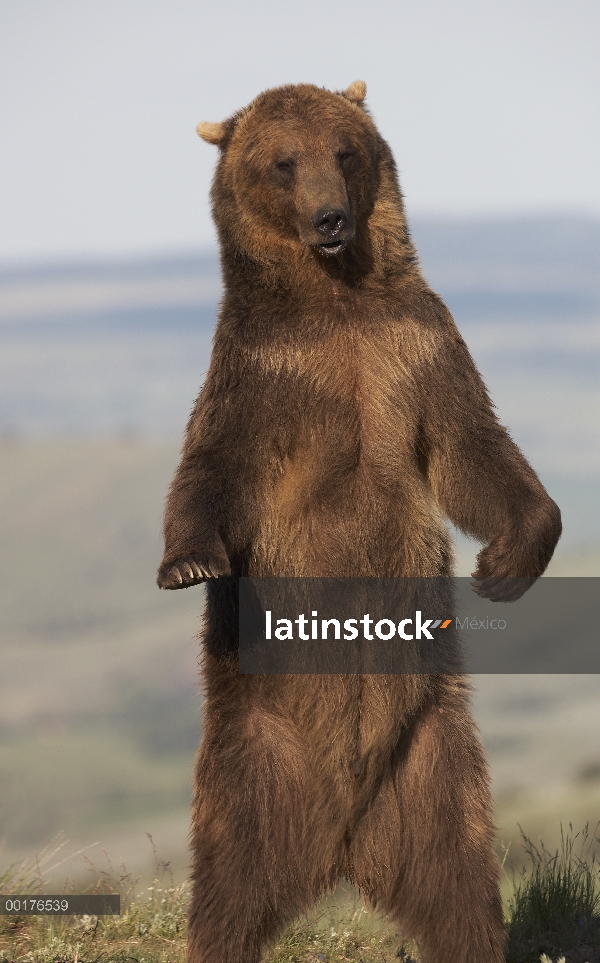 Pie de oso pardo (Ursus arctos horribilis), América del norte