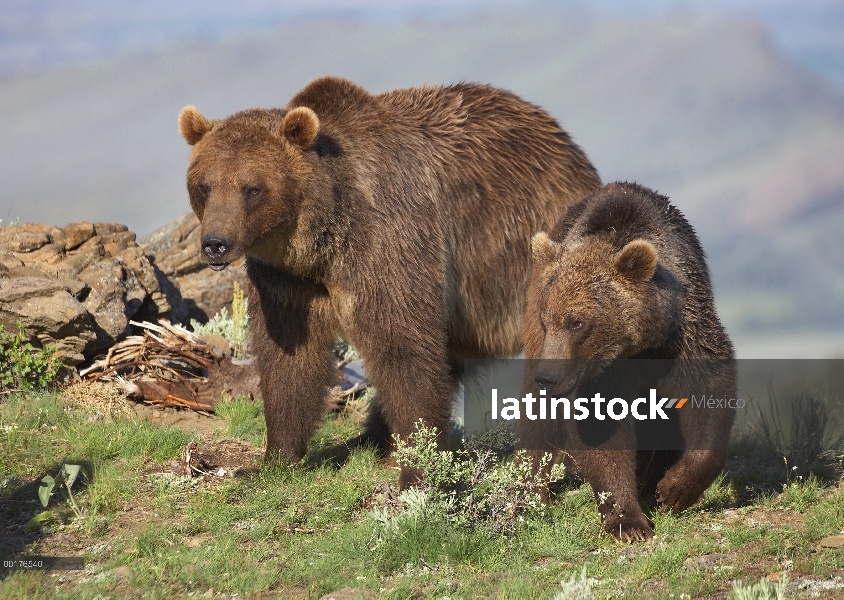 Oso Grizzly (Ursus arctos horribilis) madre con un cachorro de un año de edad, América del norte