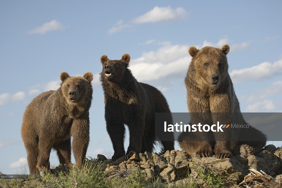 Madre oso pardo (Ursus arctos horribilis) con dos cachorros un años de edad, América del norte